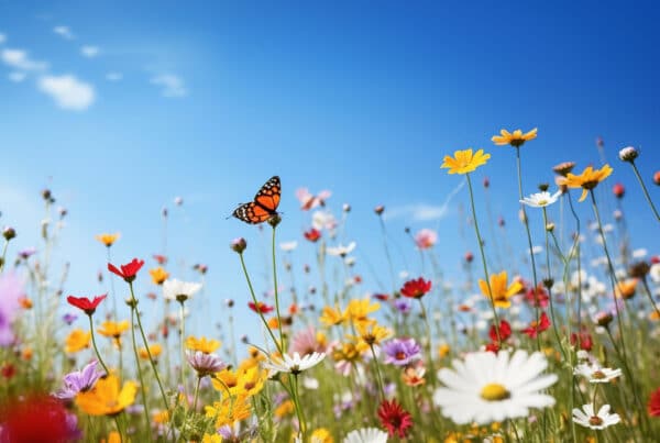 Measuring success and ROI for your interactive project Wild flowers in bloom. A butterfly takes centre stage in the middle of the full meadow